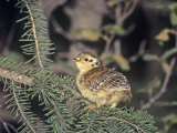 Spruce Grouse Chick (Dendragapus Canadensis)  Alaska  USA