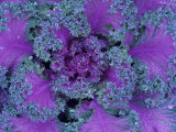 Decorative or Ornamental Kale  Brassica Oleracea
