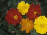Cosmos Flower Variation  Cosmos Sulphureus  Dwarf Ladybird Mix Variety