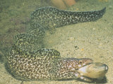 A Spotted Moray Swallowing Fish Prey  Gymnothorax Moringa  Caribbean Sea