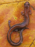 Red-Backed Salamander  Plethodon Cinereus  Eastern North America