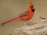 Male Northern Cardinal  Cardinalis Cardinalis  North America