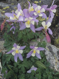 Blue Columbine  Aquilegia Coerulea  Colorado  Usa State Flower