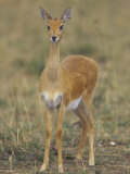 Oribi  Ourebia Ourebi  Masai Mara  Kenya  Africa