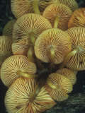 Mushroom Gills  Mycena Leaiana  North America