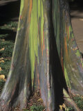 Buttressed Trunk and Rainbow Eucalyptus Tree Bark  Eucalyptus Deglupta  Australia