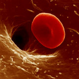 Red Blood Cell in a Vessel