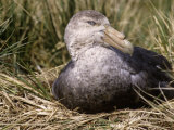 Southern Giant Petrel (Macronectes Giganteus)  Hercules Bay  South Georgia Islands