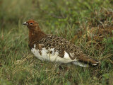 Male Rock Ptarmigan in its Summer Plumage (Lagopus Mutus)  North America