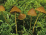 Mushrooms Growing Among Mosses on the Forest Floor  Marasmius Urens  Central USA
