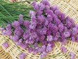 Chive Flowers in a Basket (Allium Schoenoprasum)