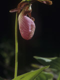 Pink Lady Slipper (Cypripedium Acaule)  Orchidaceae  North America