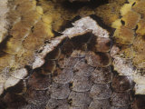Gaboon Adder or Viper  Bitis Gabonica  Scale Details  Central Africa