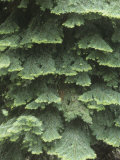 White Fir Tree Needles and Branching Pattern  Abies Concolor  North America
