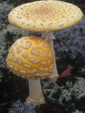Fly Amanita Mushrooms  Amanita Muscaria  a Poisonous Mushroom  North America