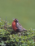 Long-Tailed Meadowlark Singing (Sturnella Loyca Falklandica)  Falkland Islands