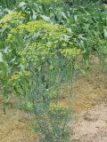 Dill Plant (Anethum Graveolens)
