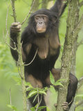 A Female Bonobo or Pygmy Chimpanzee  Pan Paniscus  Congo  Africa