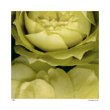 Buzzy’s Roses