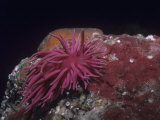 Hopkin's Rose Nudibranch  Hopkinsia Rosacea  California  Usa  Pacific Ocean