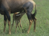 Topi Young Nursing  Damaliscus Lunatus  Masai Mara  Kenya  Africa