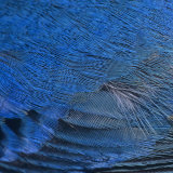 Close-Up of Male Indigo Bunting Feathers  Passerina Cyanea  North America