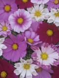 Cosmos Flower Variation (Cosmos Bipinnatus)
