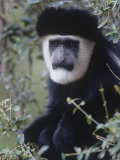 Black and White Colobus Monkey Face  Colobus Angolensis  Kenya  Africa