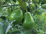 Avocado Fruits on the Tree (Persea Americana)