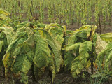 Tobacco Plants at Harvest Time  Nicotiana Tabacum  North Carolina  USA