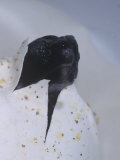 Loggerhead Sea Turtle Hatching (Caretta Caretta)  Florida  USA