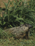 Woodchuck or Groundhog Vocalizing  Marmota Monax  North America