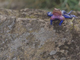 Dark-Colored Rock Agama Sunning  Agama Agama  East Africa