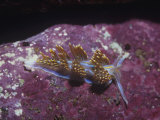 Nudibranch  Hermissenda Crassicornis  California  Usa  Pacific Ocean