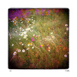 Daisy Field