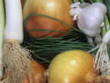 Food Plants from the Genus Allium: Leek  Chive  Onion  Shallot  Scallion  and Garlic