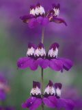 Chinese Houses Flowers  Collinsia Heterophylla  Scrophulariaceae  California  USA