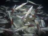 Common or Market Squid Mating with Egg Cases on the Sea Floor (Loligo Opalescens) California  USA