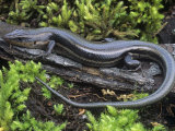 Five-Lined Skink (Eumeces Fasciatus)  Ohio  USA