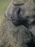 Male Yellow Baboon Face  Papio Cynocephalus  Kenya  Africa