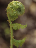 Fiddlehead of Southern Shield Fern  Dryopteris Ludoviciana  Eastern USA