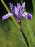 Long-Tube Iris Flower  Iris Macrosiphon  California  USA