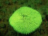 Fluorescing Mushroom Coral (Ctenactis Echinata)  Komodo National Park  Indian Ocean