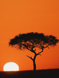 Accacia Tree Silhouetted at Sunrise  Masai Mara Game Reserve  Kenya