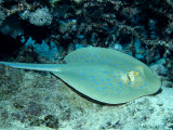 Blue-Spotted Ribbontail Ray (Taeniura Lymma)  Red Sea