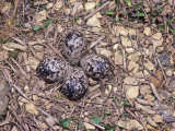 Killdeer Eggs in Ground Nest  (Charadrius Vociferus)  USA