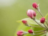 Apple Blossom Buds About to Open in the Spring
