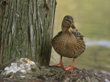 Female Mallard Duck (Anas Platyrhynchos)  North America Note the Webbed Feet