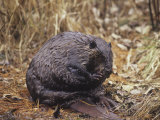 A Beaver Grooming (Castor Canadensis)  North America
