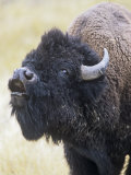 American Bison  Bison Bison  Vocalizing  North America
